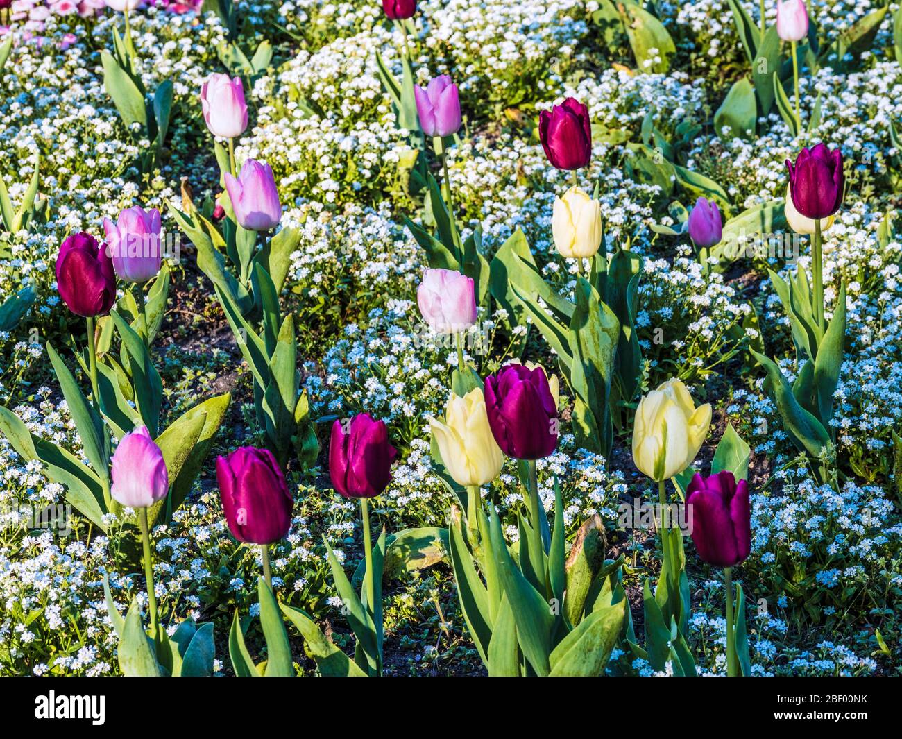 Gelbe, rosa und lila Tulpen und weiße Vergissmeinnicht in einem Frühlingsblumenbett. Stockfoto