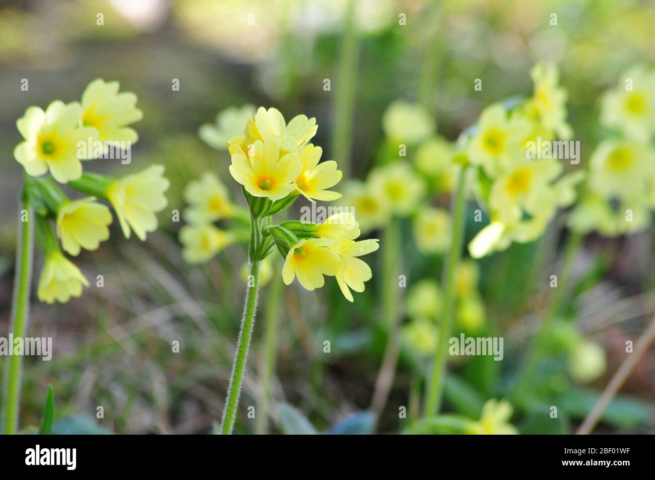Schlüsselblume (Primula Veris) Stockfoto
