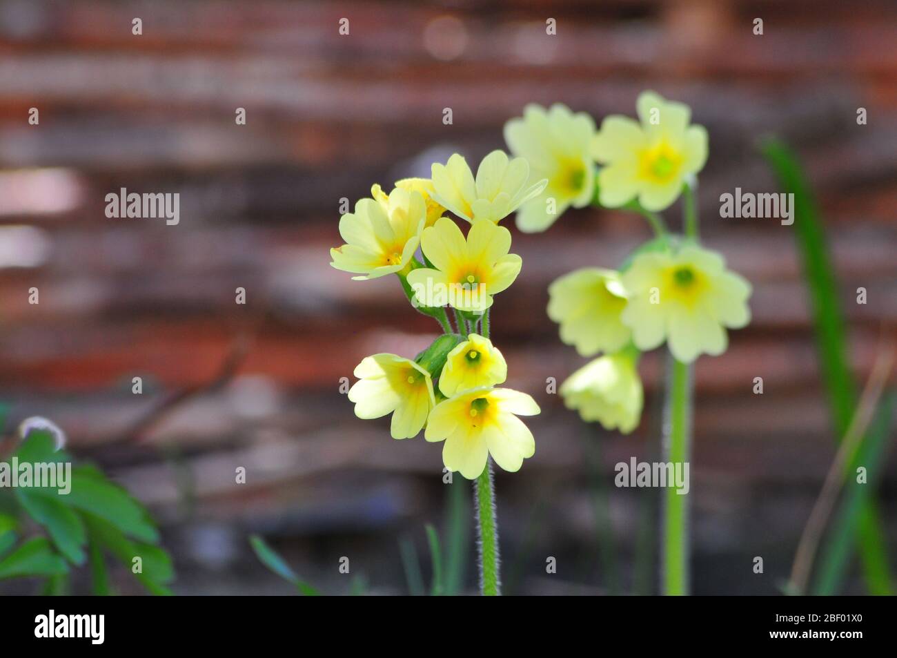 Schlüsselblume (Primula Veris) Stockfoto