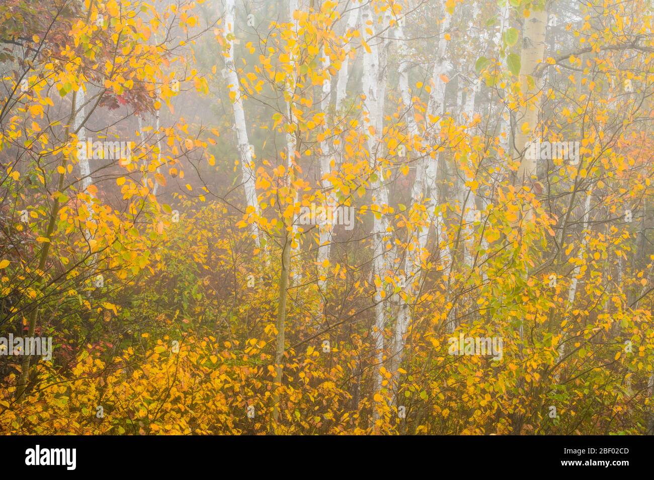 Aspen Baumstämme im Herbst mit unterstöckigen Sträuchern, Greater Sudbury, Ontario, Kanada Stockfoto