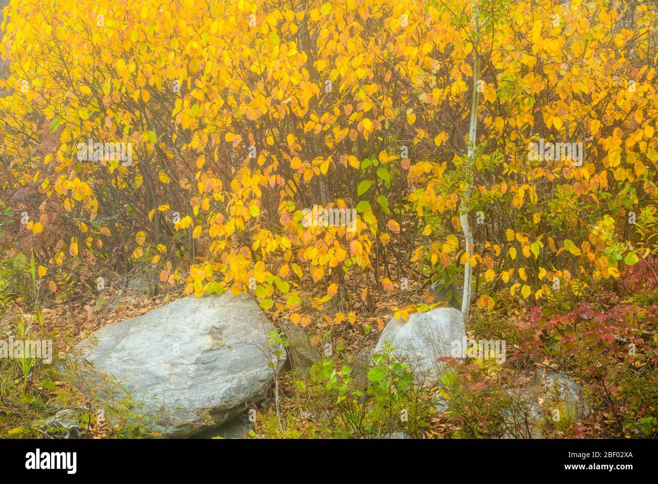 Herbst untergeschossige Sträucher und Steine, Greater Sudbury, Ontario, Kanada Stockfoto