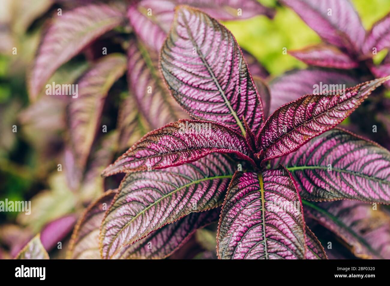 Kreative und stimmungsvoll gefärbte lila und grünen Laub natürliche florale Blatt Textur Hintergrund. Stockfoto