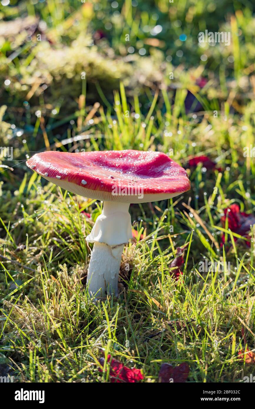 Gruppe von Rotfliege Agaric auf grüner Wiese im Herbst, niedrige Bergkette sauerland, deutschland Stockfoto