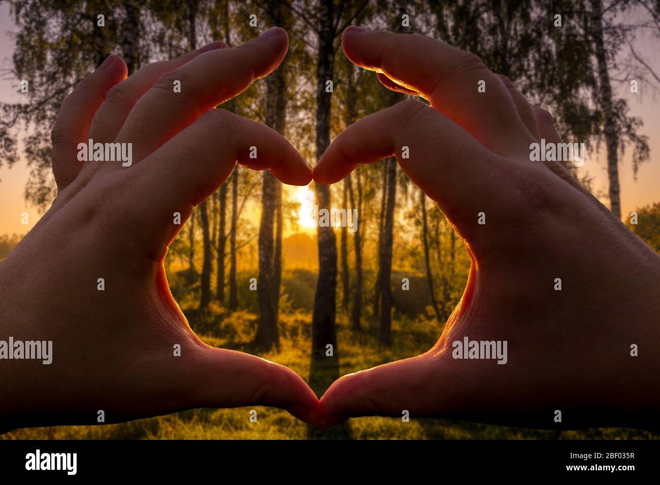 Eine Szene von Sunrise in einem Birkenwald an einem sonnigen Sommermorgen mit Nebel. Landschaft. Stockfoto