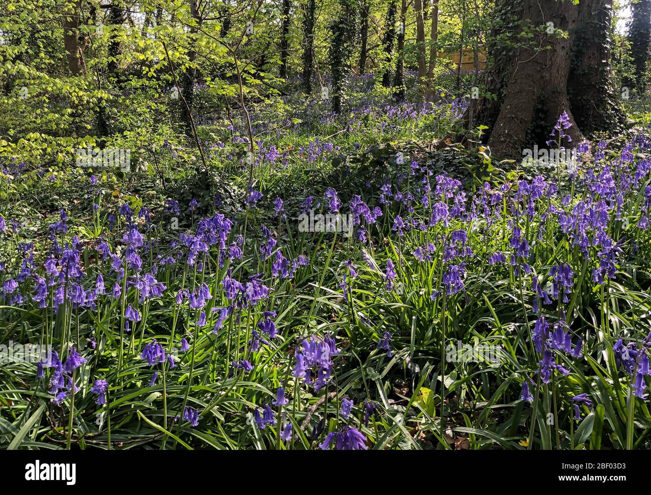 High Wycombe, Großbritannien. April 2020. Teppiche von Blautönen im Wald in Booker, High Wycombe während der Covid-19 Pandemie, wie die britische Regierung Rat, um soziale Distanz zu halten und minimieren Zeit außerhalb in High Wycombe am 16. April 2020. Kredit: Prime Media Images/Alamy Live News Stockfoto