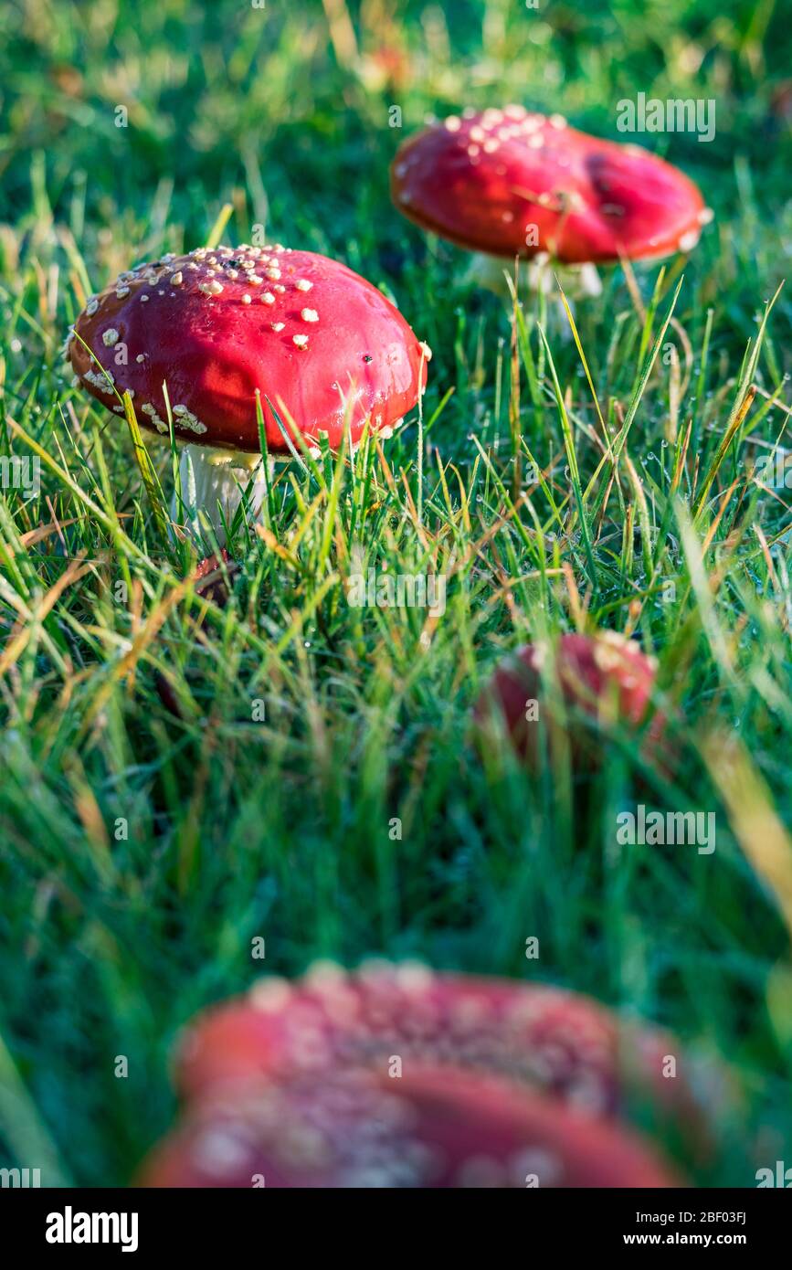 Gruppe von Rotfliege Agaric auf grüner Wiese im Herbst, niedrige Bergkette sauerland, deutschland Stockfoto