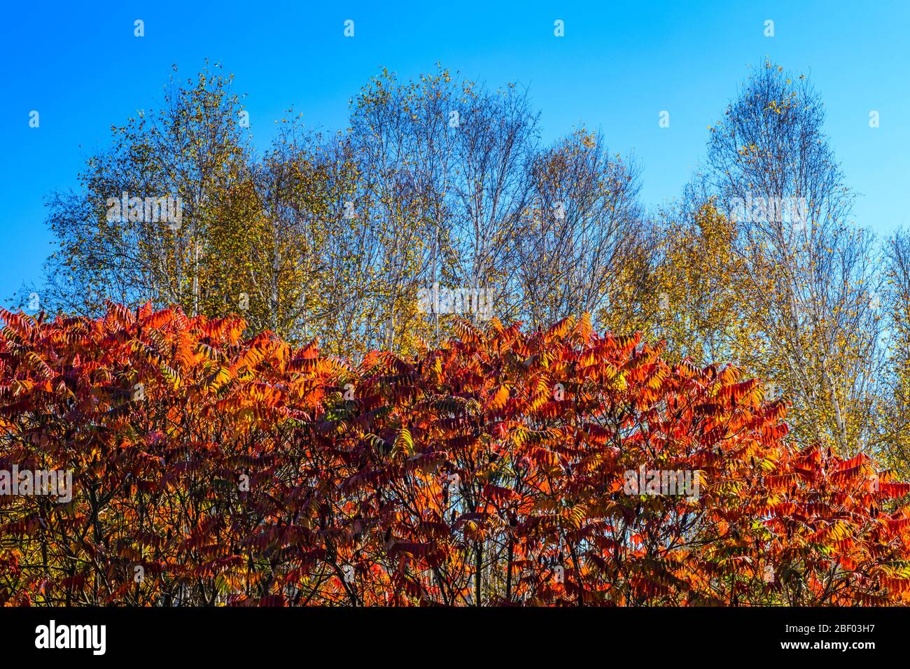 Sumac Strauch in Herbstfarbe, Greater Sudbury, Ontario, Kanada Stockfoto Sumac Strauch in Herbstfarbe, Greater Sudbury, Ontario, Kanada Stockfoto