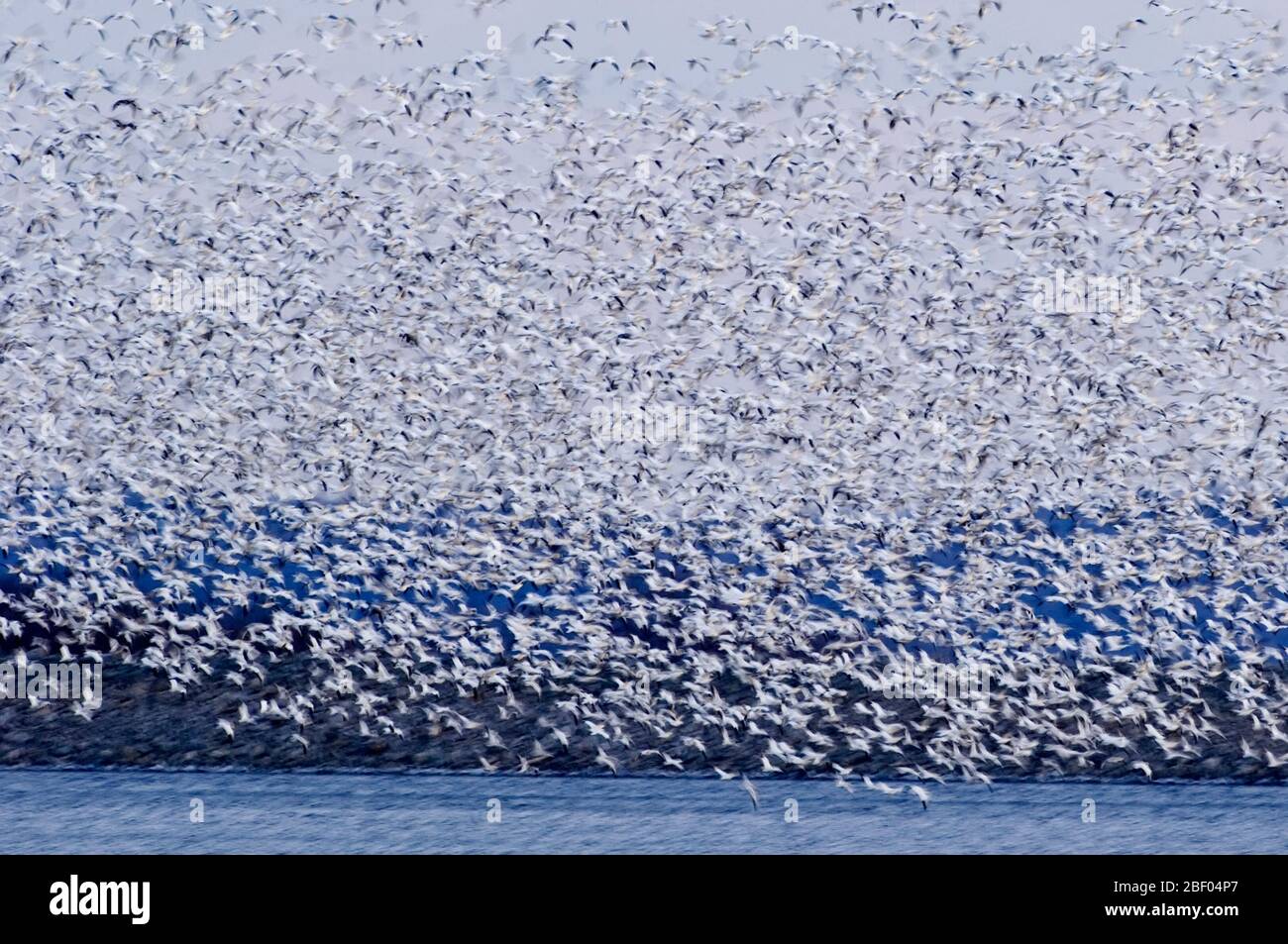 Schneegänse Schwarm Flug Abstraktion Stockfoto