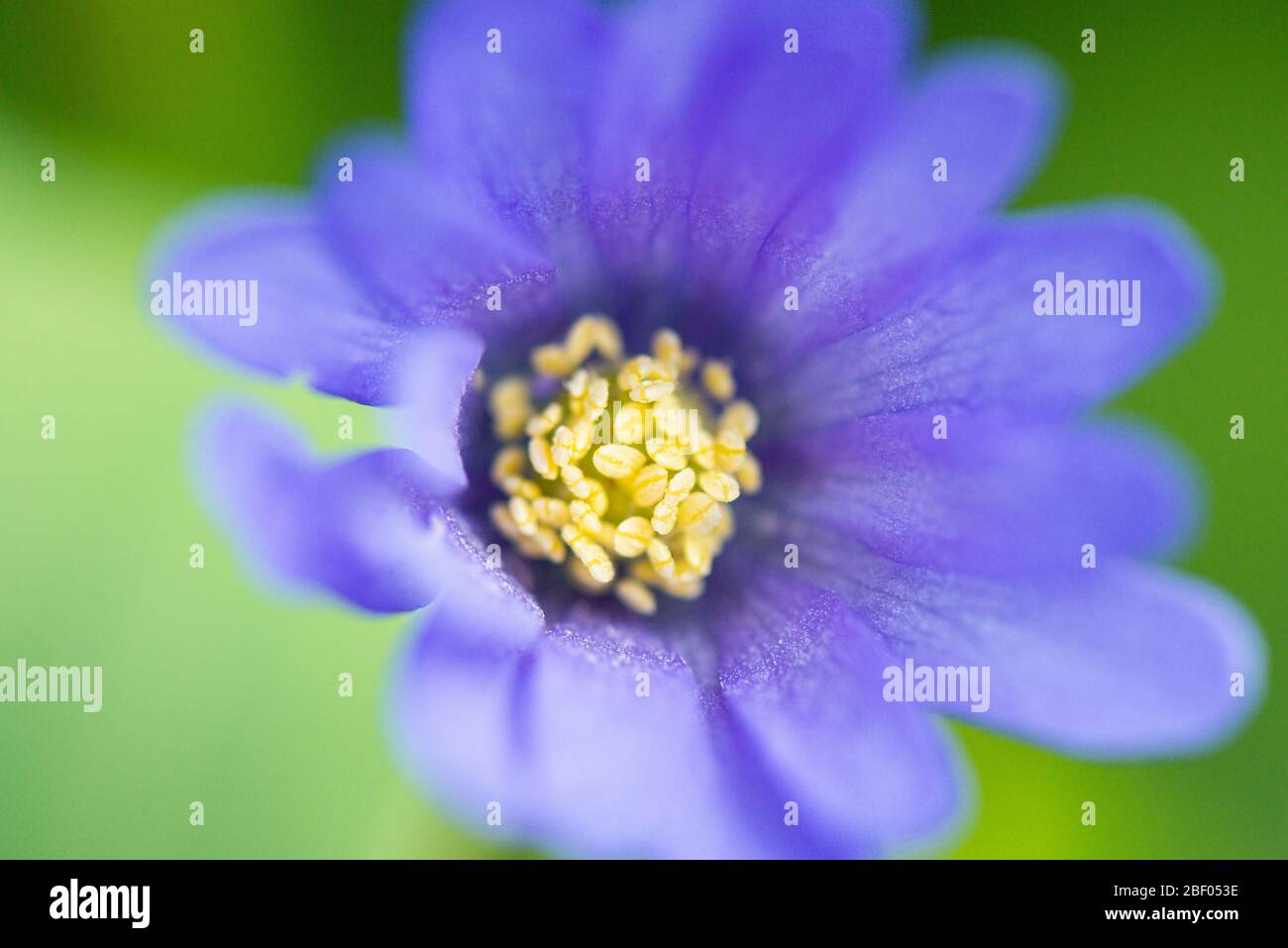 Blau-blühende Winterwindblume (Anemone blanda blau-blühend) Stockfoto