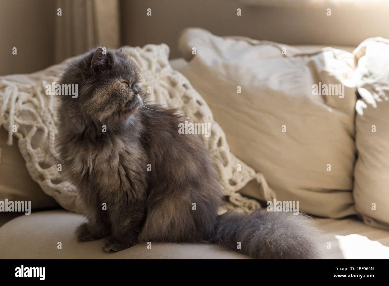 Horizontales Bild von flauschiger persischer Katze, die auf einem beigen Bus sitzt und wegschaut Stockfoto