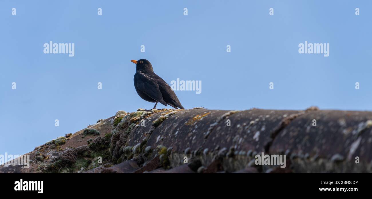 Blackbird Vogel auf dem Dach gefliest Stockfoto