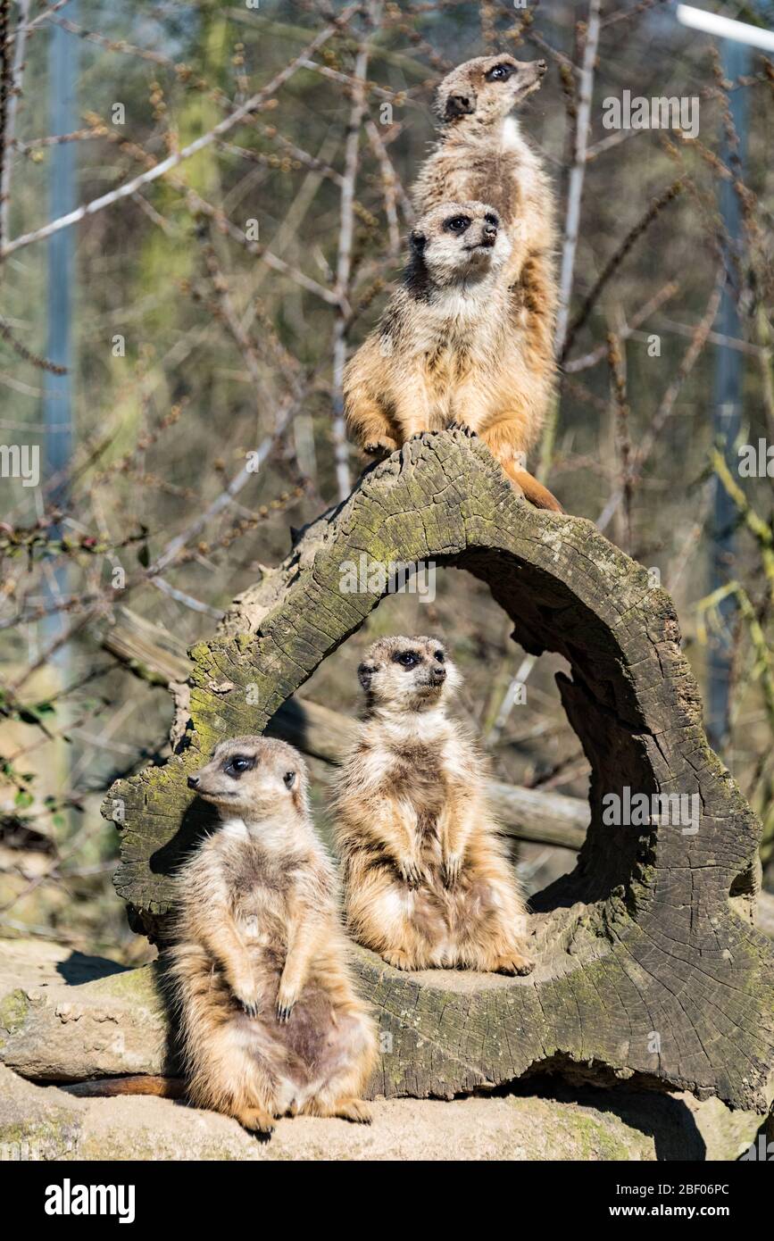 Zwei Erdmännchen im Park in deutschland Stockfoto