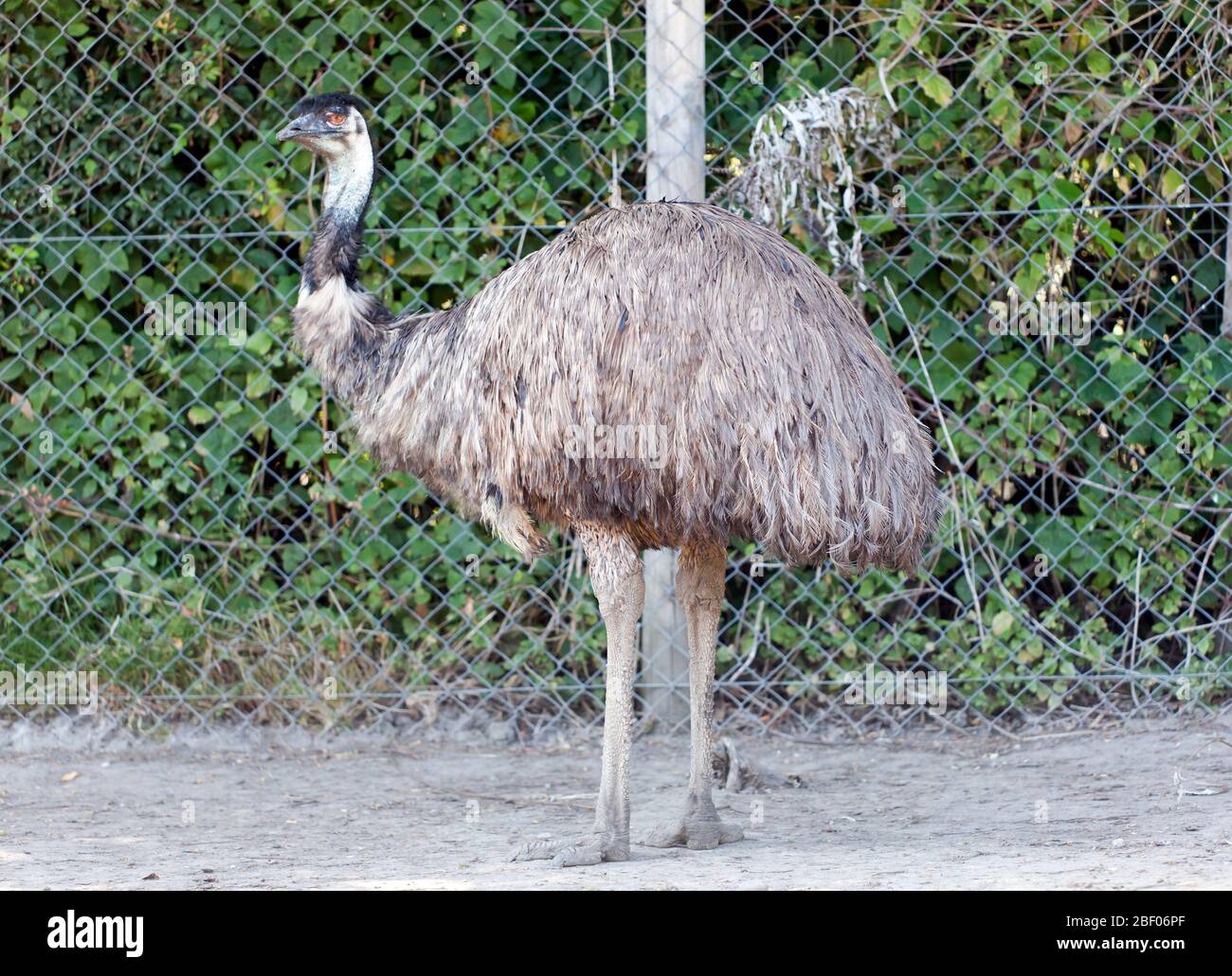 Seitenansicht eines Emu (Dromaius novaehollandiae), im Wingham Wildlife Park, Kent Stockfoto