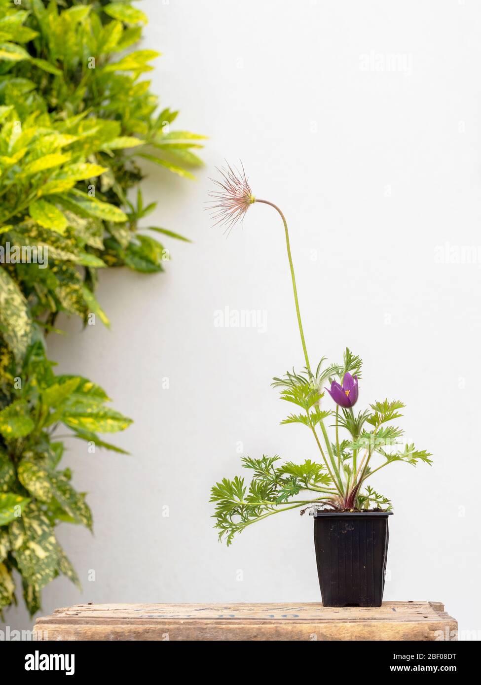 Pulsatilla vulgaris, auch bekannt als pasqueflower, Gartenpflanze, in kleiner Wanne, Gartenanlage mit vielseitigtem Lorbeer und weißer Wand dahinter. Stockfoto