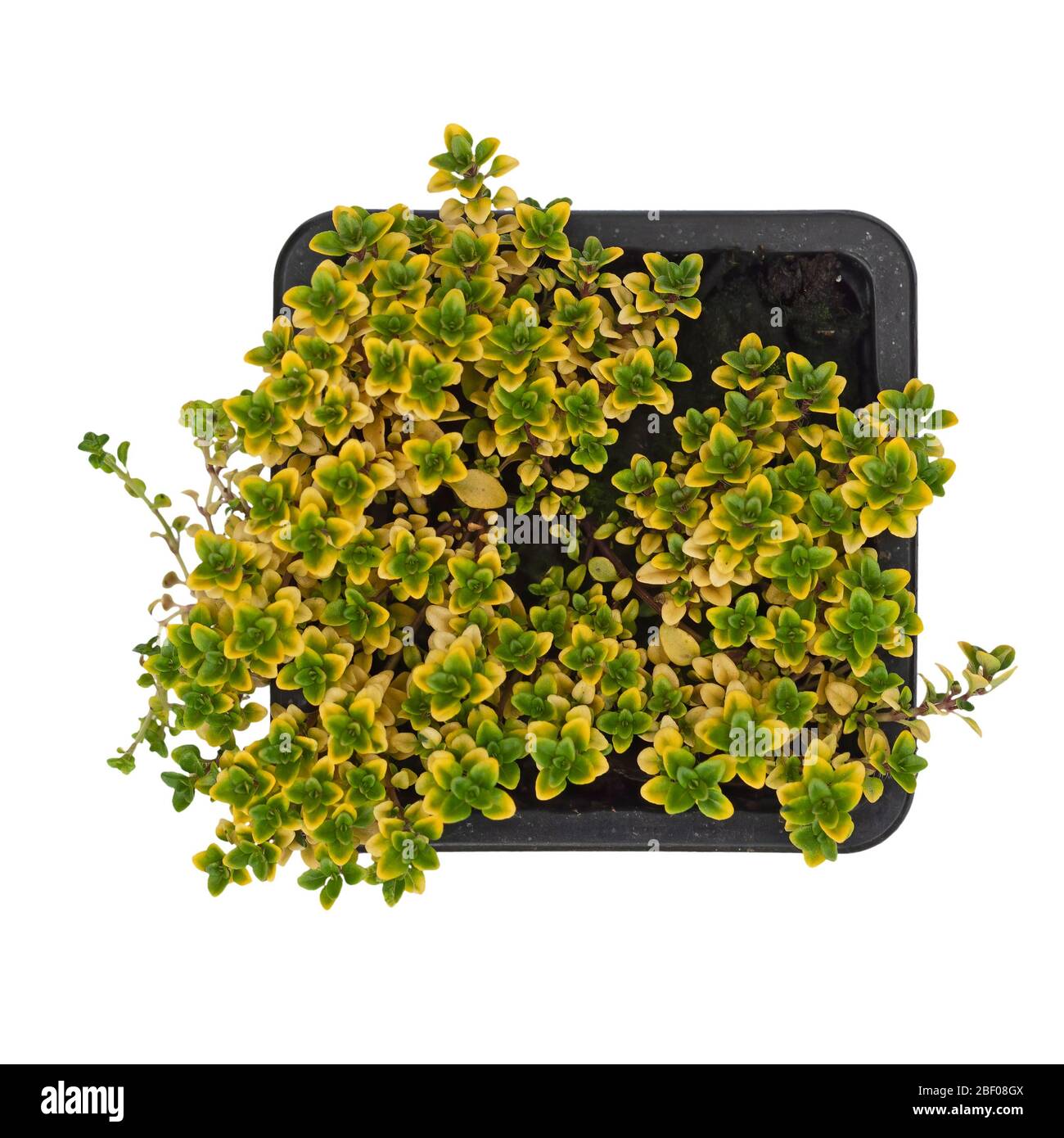 Thymian, Thymus pulegioides var. Betram Anderson. Alpine Beet Pflanze mit bunten Blättern. Isoliert auf weißem Hintergrund. Gartenarbeit im Frühling. Stockfoto