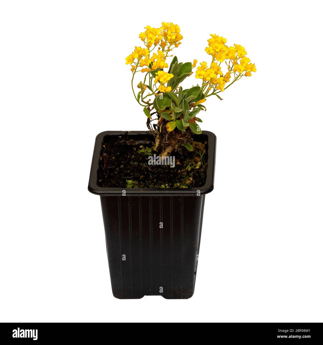 Alyssum saxatile var. Goldkugel. Gelbe Beet Alpenpflanze, gelbe Blüten, in Kunststofftopf, isoliert auf weiß. Gartenarbeit im Frühling. Stockfoto
