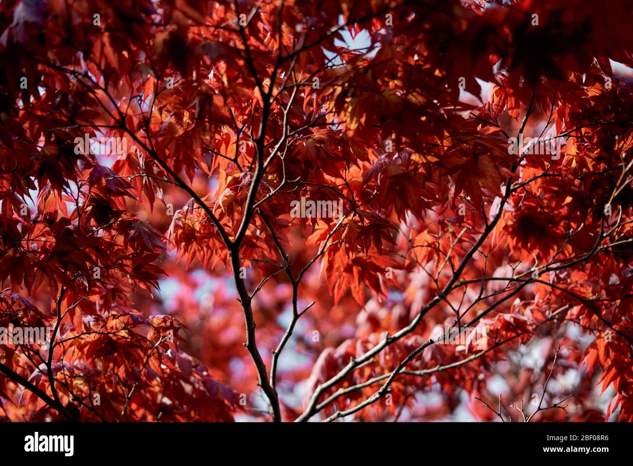 Japanische Ahornbäume in Phoenix Park, Dublin, Irland. Stockfoto