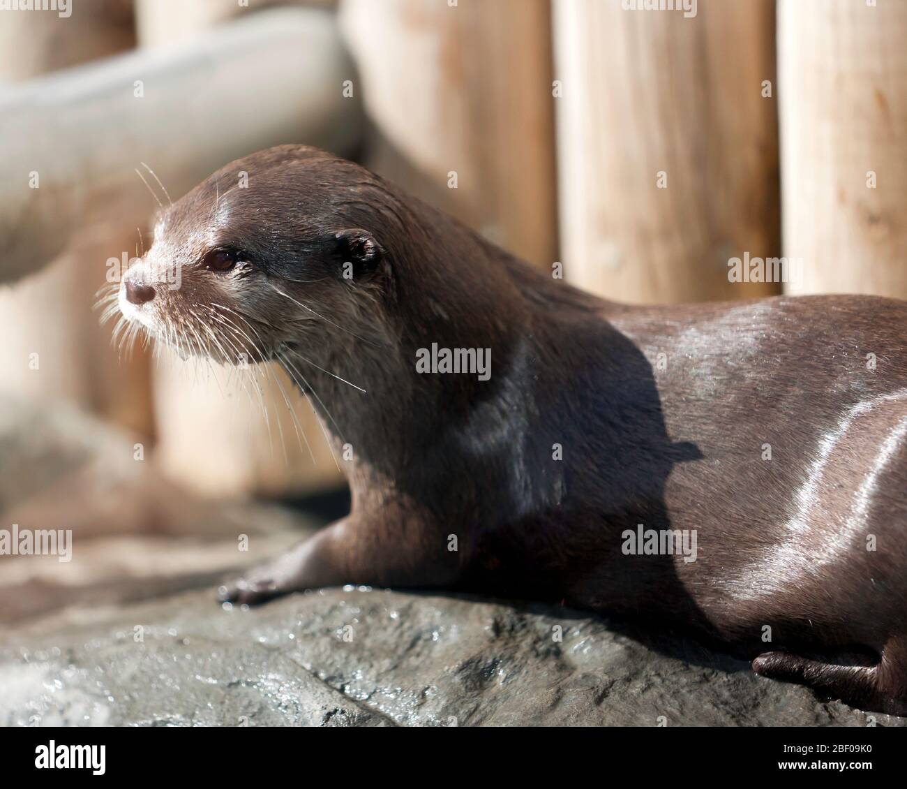 Nahaufnahme eines jungen, glatten Otters, der Wingham Wild Life Park, Kent spielt Stockfoto