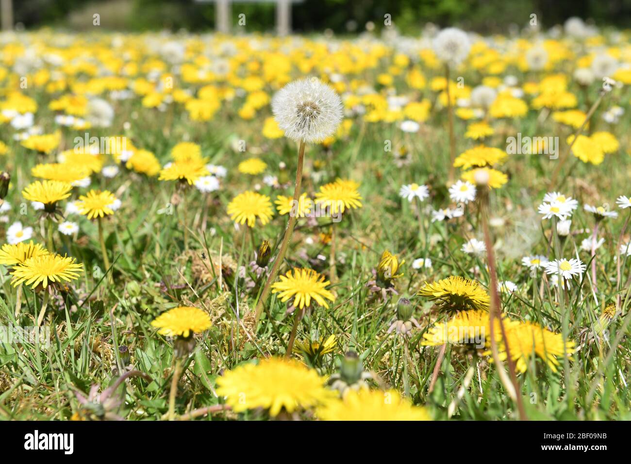 Löwenzahn Roadside Blumen Unkraut Stockfoto