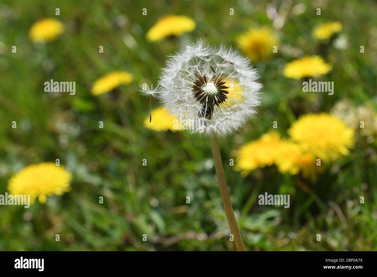 Löwenzahn Roadside Blumen Unkraut Stockfoto