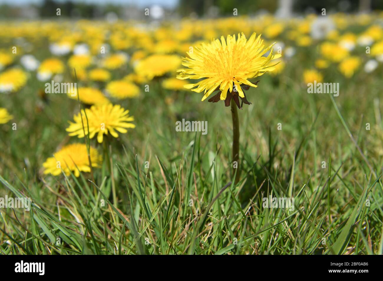 Löwenzahn Roadside Blumen Unkraut Stockfoto