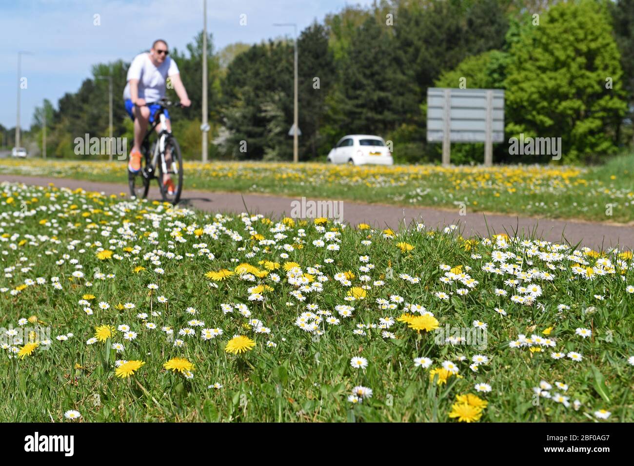 Löwenzahn Roadside Blumen Unkraut Stockfoto