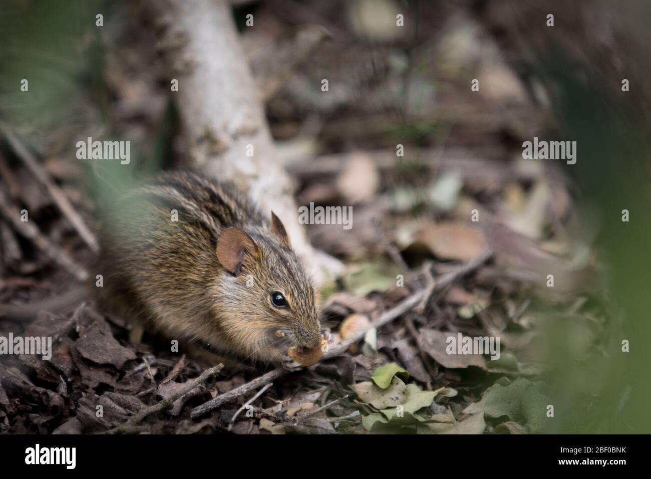Viergestreifte Grasmaus, Rhabdomys pumilio, ist im Addo Elephant National Park, Südafrika, auf der Nahrungssuge nach Samen im Unterholz der Dickicht-Vegetation Stockfoto
