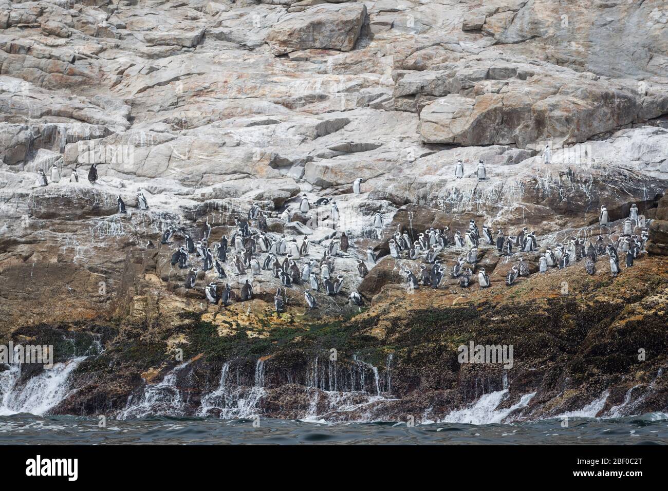 Saint Croix Island in Algoa Bay, Nelson Mandela Bay, Port Elizabeth, Südafrika, unterstützt die größte Brutkolonie gefährdeter afrikanischer Pinguine Stockfoto