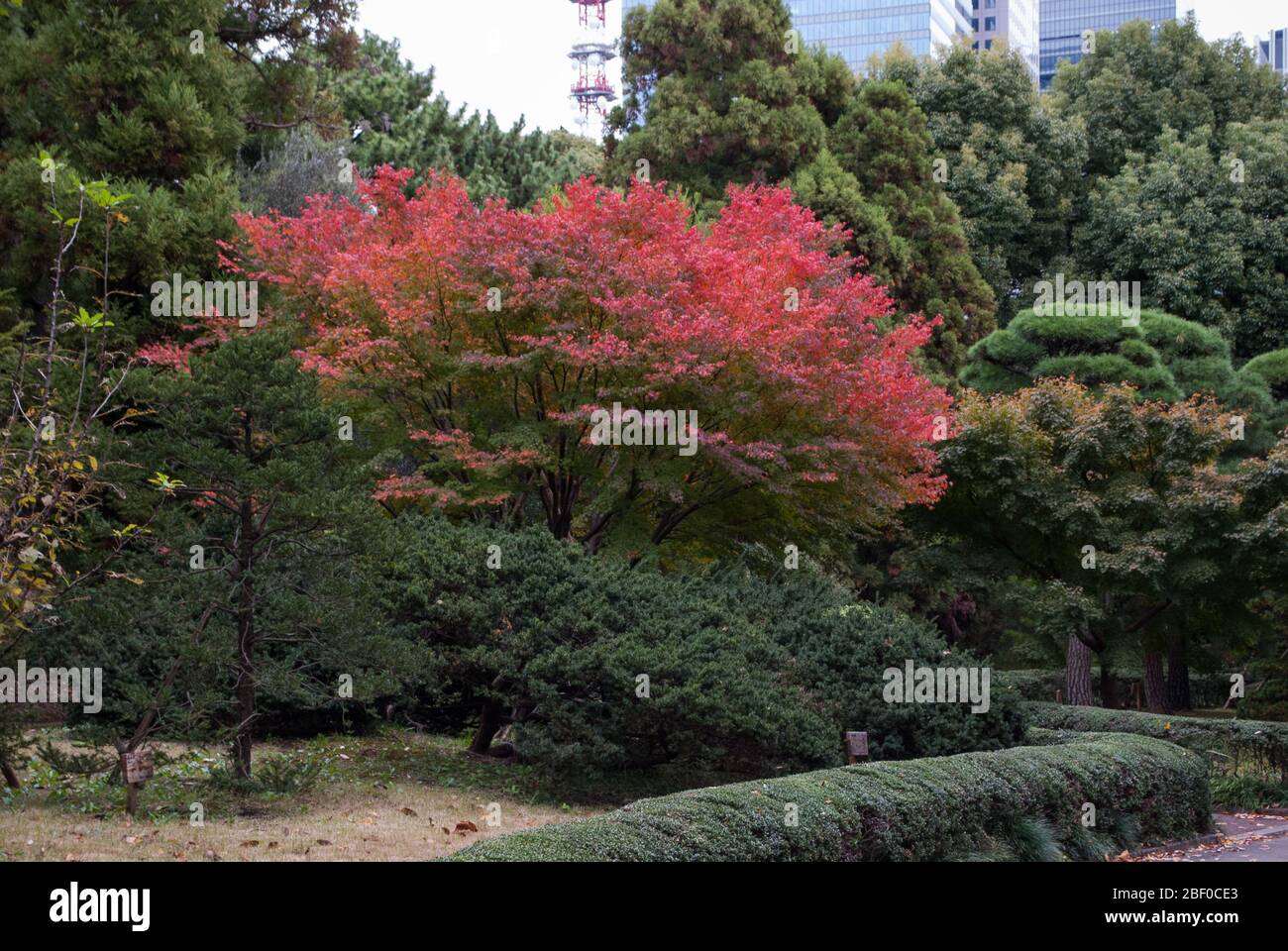 Alte Edo-Burg Tokyo Imperial Palace, Chiyoda Ward, Tokyo, Japan Stockfoto