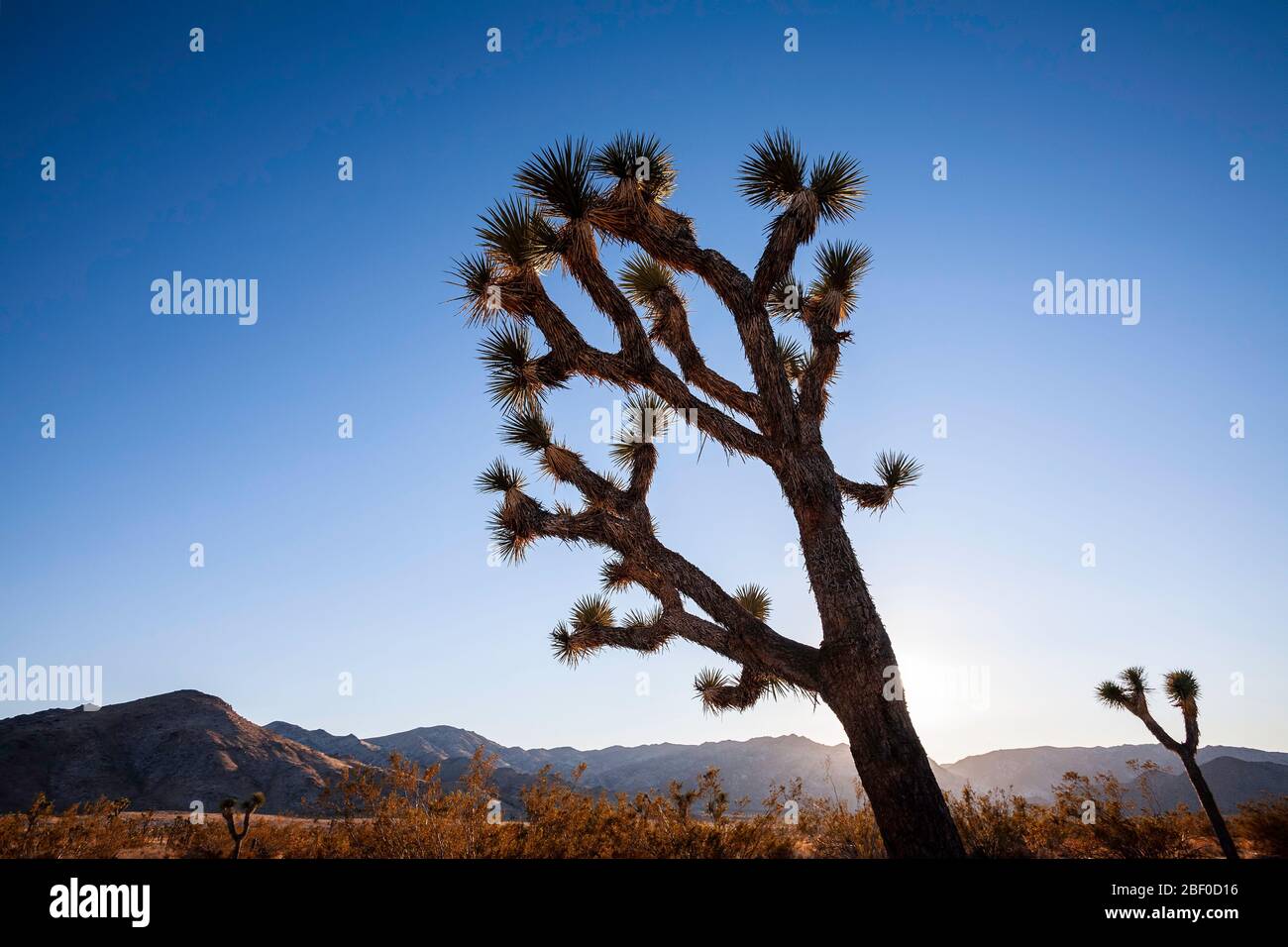 Joshua Trees (Yucca brevifolia) Silhouetten und Hügel, Joshua Tree National Park, Kalifornien USA Stockfoto