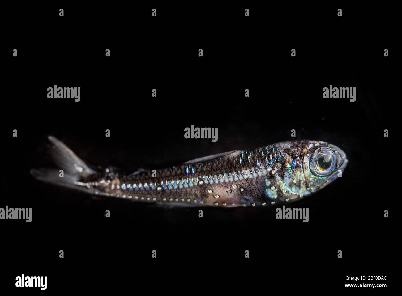 Ein Lanterfisch, Myktophid Familie, gefangen in Nacht Schleppnetz im Indischen Ozean vor Südafrika zeigt biolumineszierende Photophore, für die Kommunikation verwendet Stockfoto