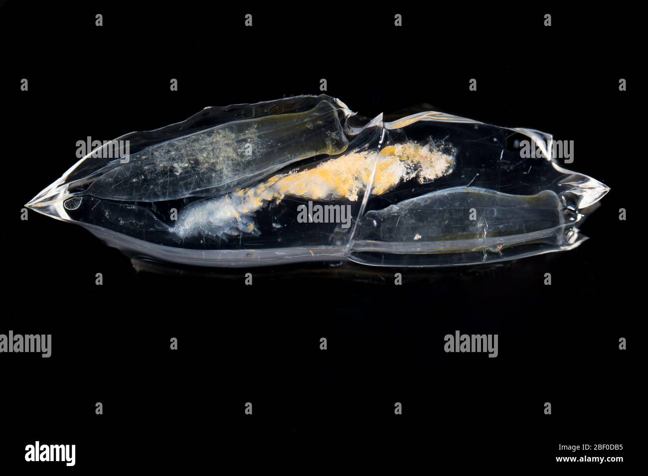 Diphyes dispar, Siphonophore, gefangen in Forschung Nacht Netz Schleppnetz im Indischen Ozean vor Südafrika bewegt sich in der Planktonschicht Stockfoto