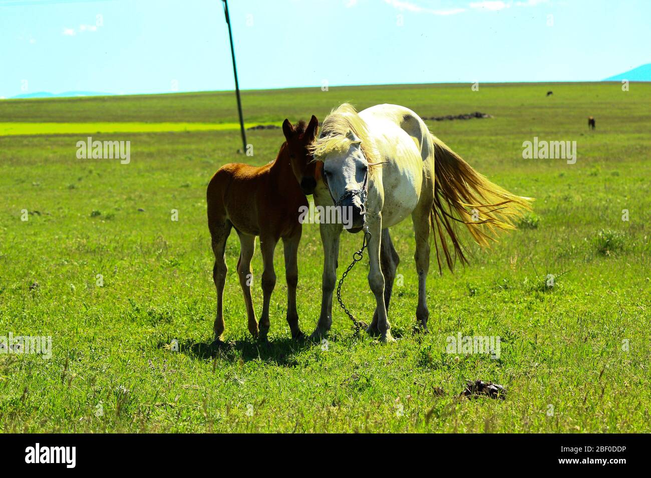 Fohlen und Mutterpferd weiden zusammen. Colt lässt keine kleinen Seitenketten am Mutterpferd hängen. Stockfoto