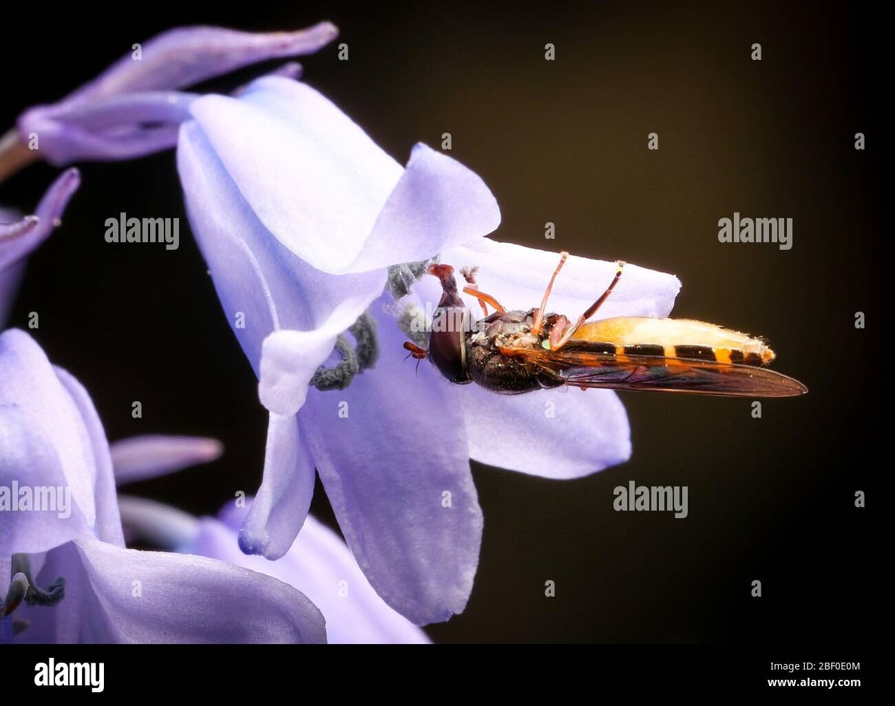 Rhingia campestris Hoverfly Fütterung von einer gemeinsamen bluebellblüte ( Hyacinthoides non-scripta ) in einem britischen Garten Stockfoto