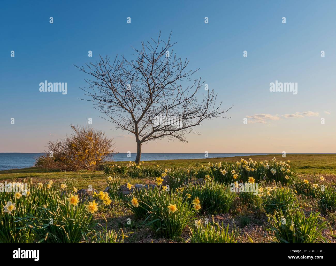 Einbeiner Baum in Narzissen Feld mit Blick auf das Meer Stockfoto