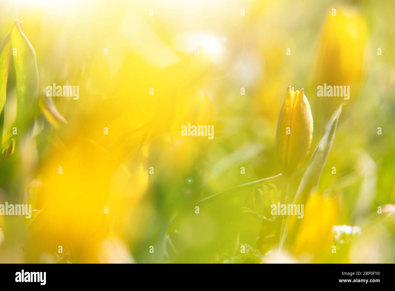 Gelber Hintergrund der gelben Tulpen bei Sonnenuntergang. Feld von wilden gelben Blumen Nahaufnahme. Stockfoto