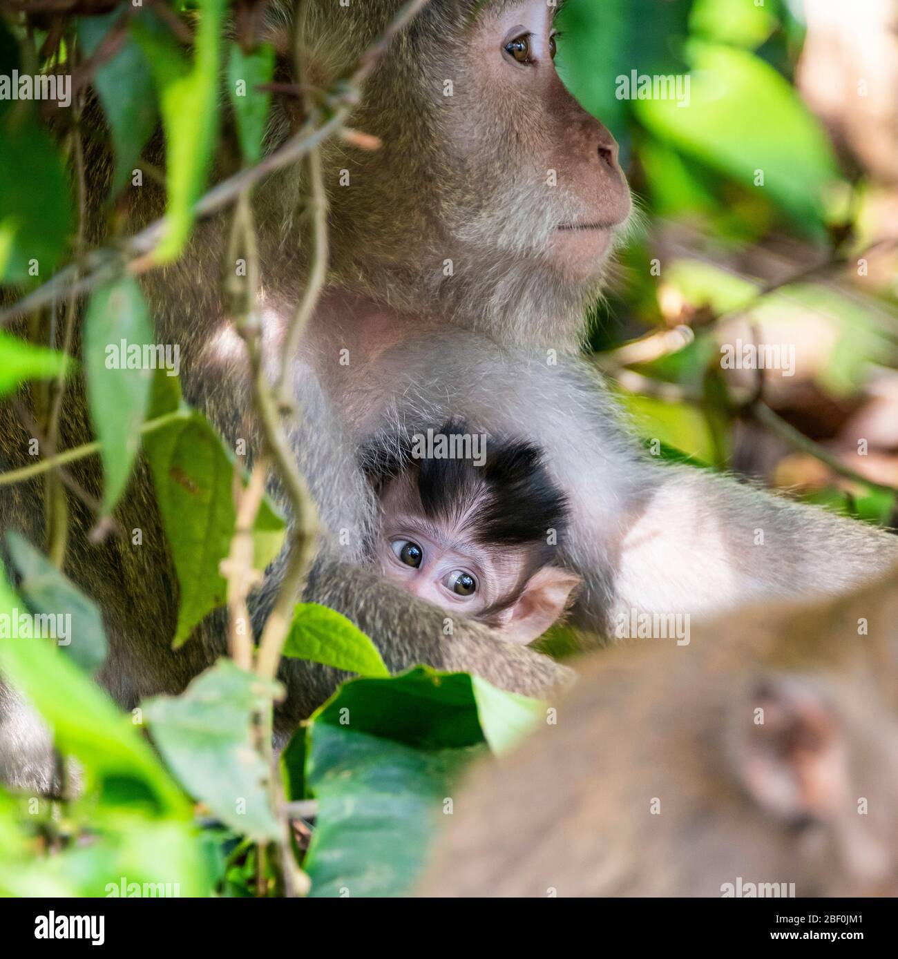 Quadratische Ansicht eines grauen Langschwanz-Makaken von Baby und Mutter in Bali, Indonesien. Stockfoto