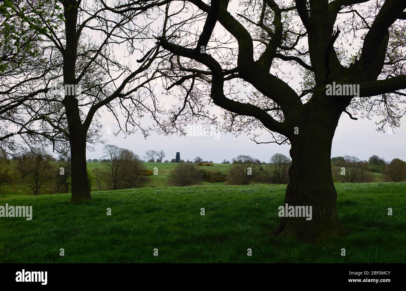 Black Mill, ein lokales Wahrzeichen, im frühen Frühjahr von blattlosen Bäumen und Sträuchern unter bewölktem Himmel im Westwood in der Nähe von Beverley, Yorkshire, Großbritannien, flankiert. Stockfoto