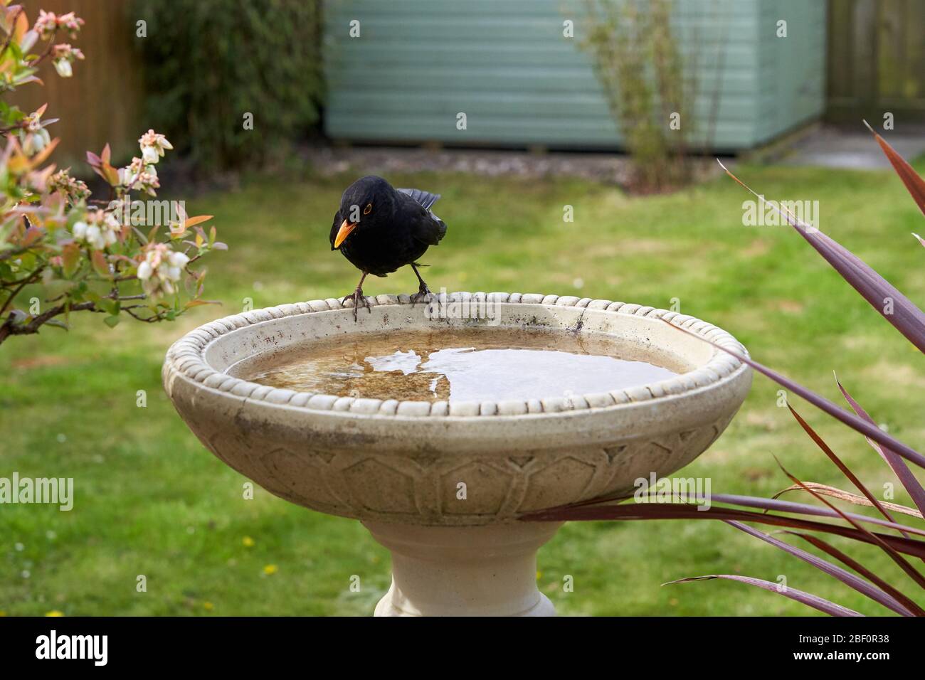 Eine Amsel besucht ein Vogelbad in einem Garten im Hintergarten in Großbritannien. Stockfoto