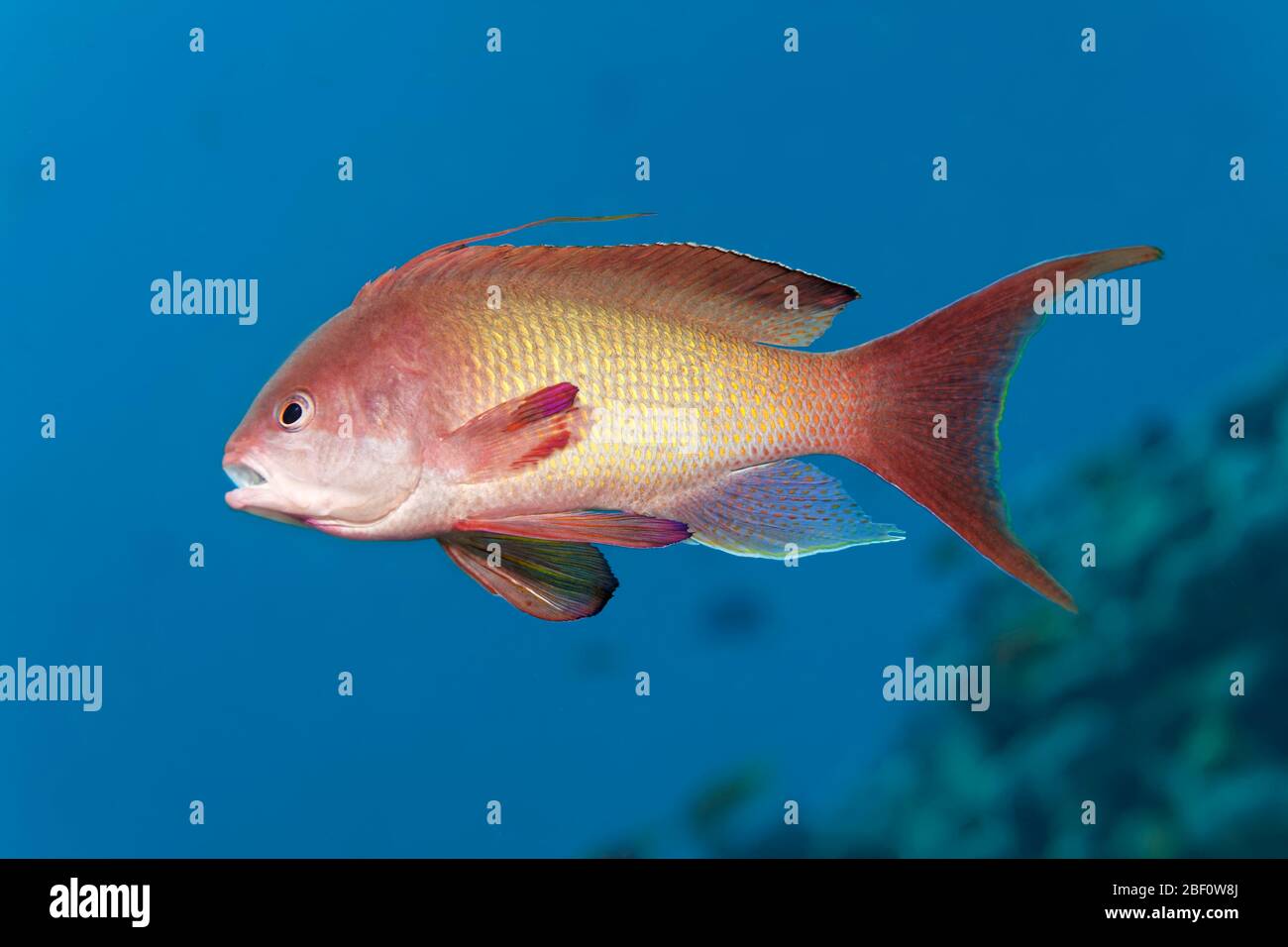 Sea goldie (Pseudanthias squamipinnis), männlich, Rotes Meer, Jordanien Stockfoto