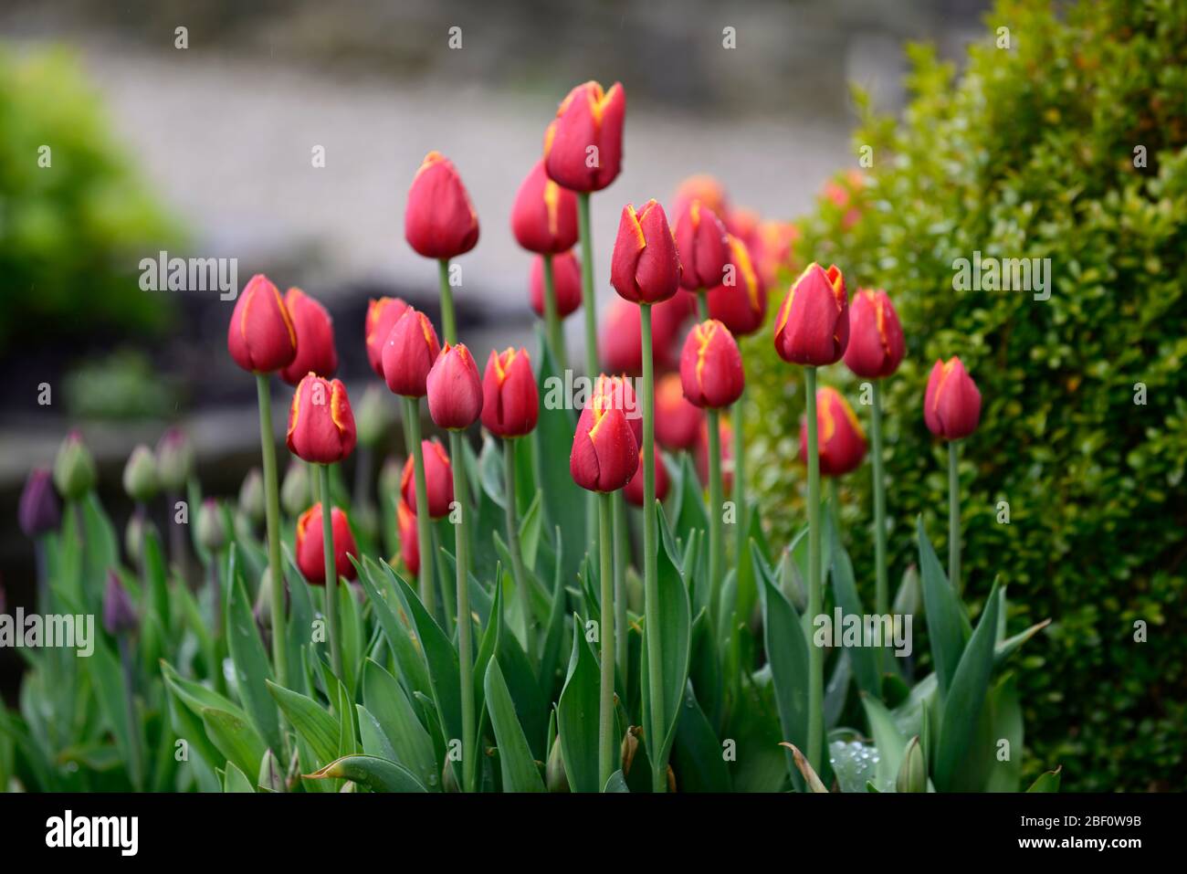 Tulipa World's Favorite,Darwin Hybrid Tulip,Tulpen, Tomatenrote Blumen,goldgelbe Blütenblätter,Frühlingsblumen,RM floral Stockfoto