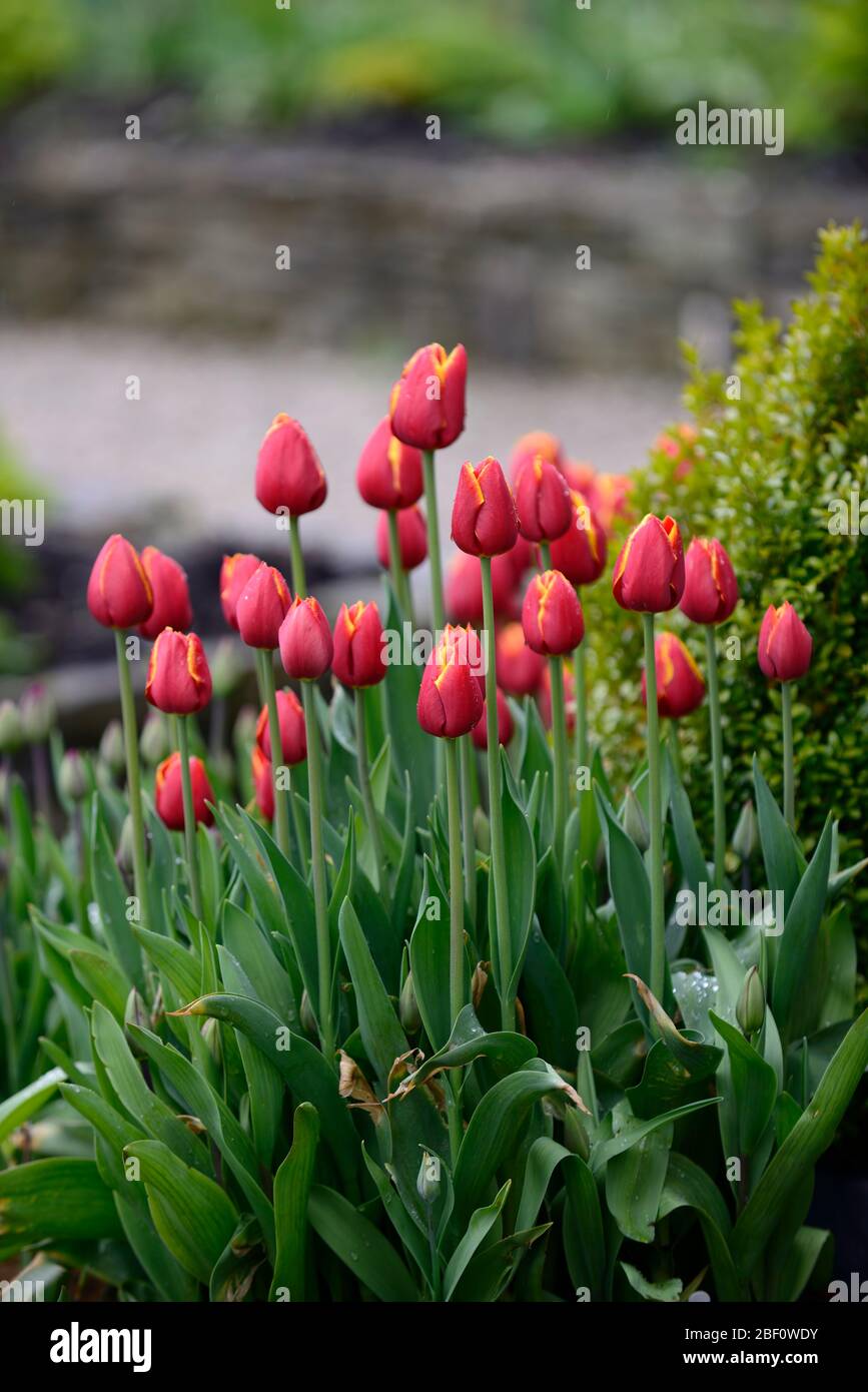 Tulipa World's Favorite,Darwin Hybrid Tulip,Tulpen, Tomatenrote Blumen,goldgelbe Blütenblätter,Frühlingsblumen,RM floral Stockfoto