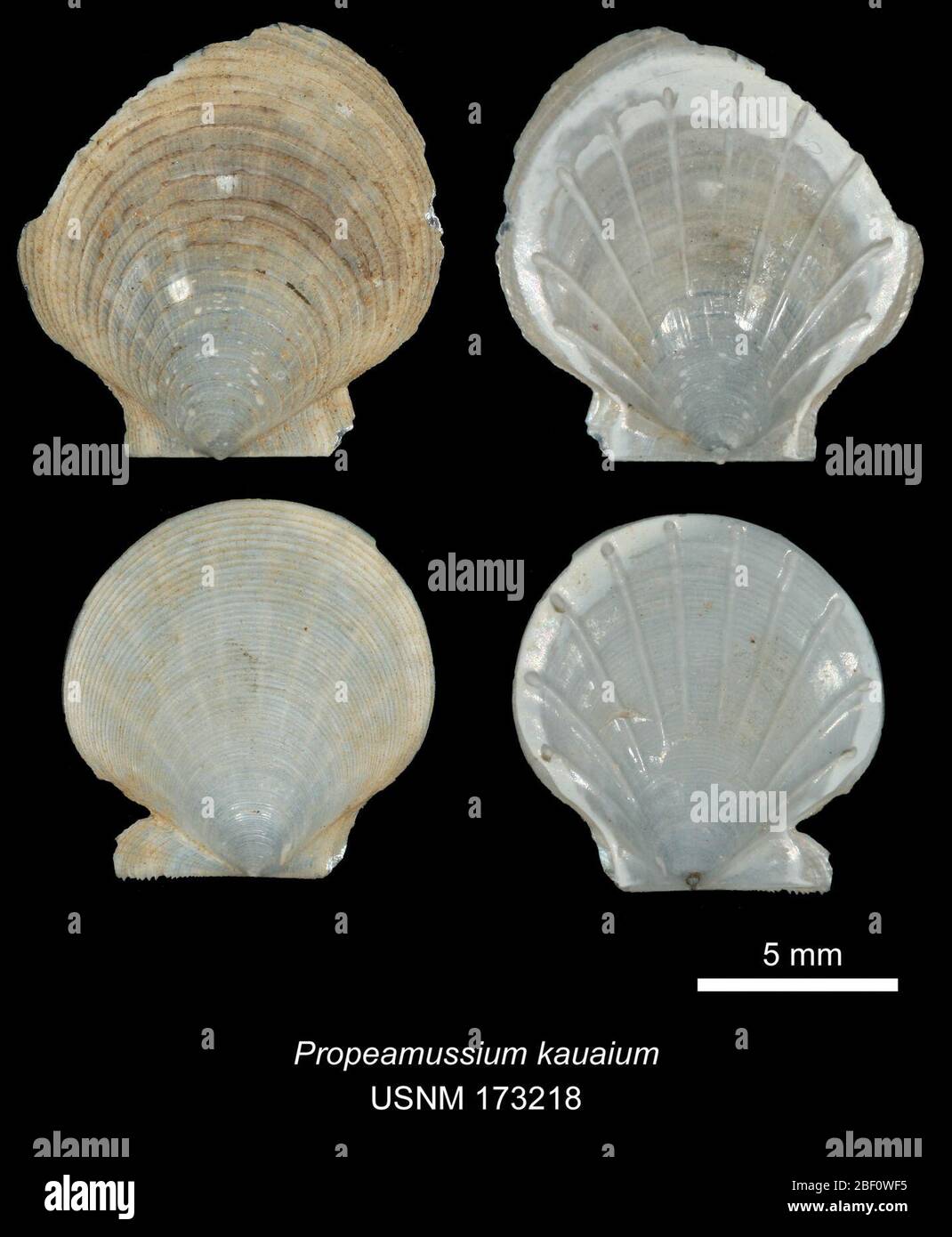 Propeamussium kauaium. 20. Januar 201640221 Stockfoto