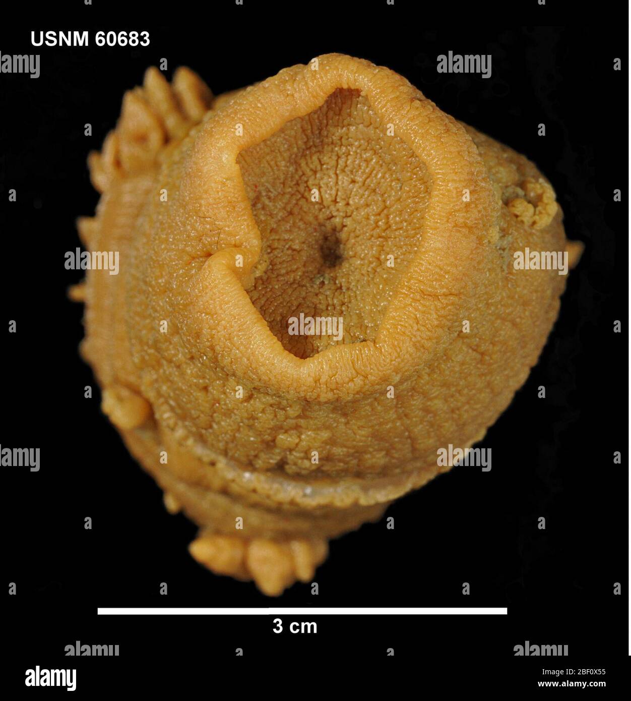 Glyphoperidium bursa. 20. Oktober 201420631 Stockfoto