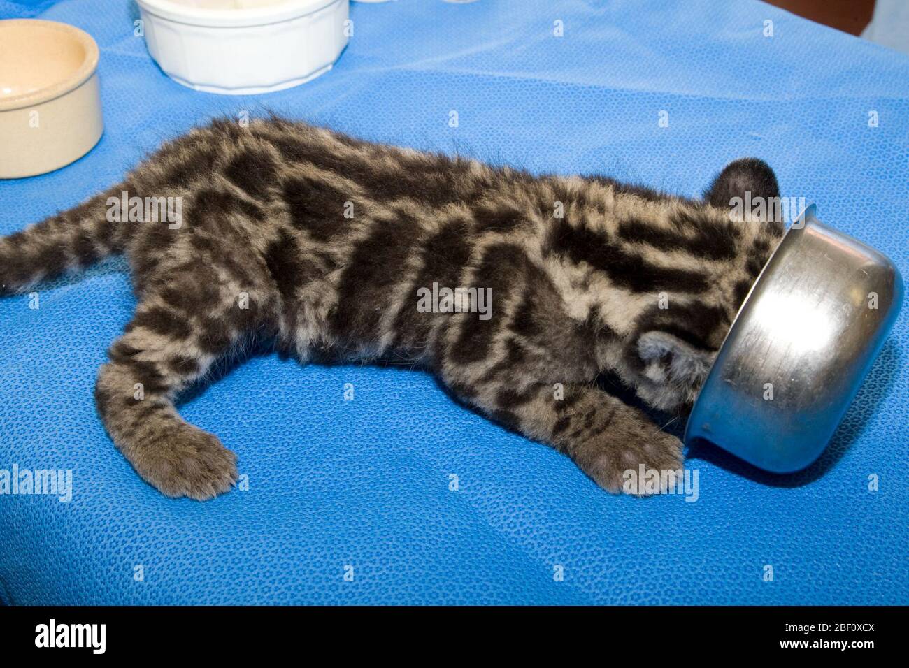Nebulosa,Gattung: Neofelis,Familie: Felidae,Ordnung: Carnivora,Klasse: Mammalia,Stamm: Chordata,Königreich: Animalia,Katze,Nebulosa,Vorderkönigin,horizontal,Junge,Baby,jung,Handaufzucht,Fütterung,Futterpfanne,Kätzchen Stockfoto