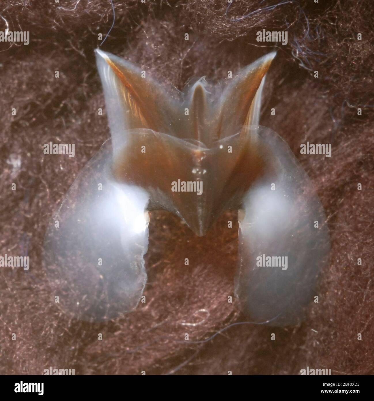 Taningia danae. Weibchen mit Tentakelresten Taningia danae, NMNH 816681, Weibchen, 123 mm ML, WH 490=II-71, 10 No 50, 22 No 08'W UB: URL - 5.44 mm; 4.42 mm zur Schulter; BS - 6.29 mm LB: LRL - 4.93 mm8 Oct 2019490-II-711 Stockfoto