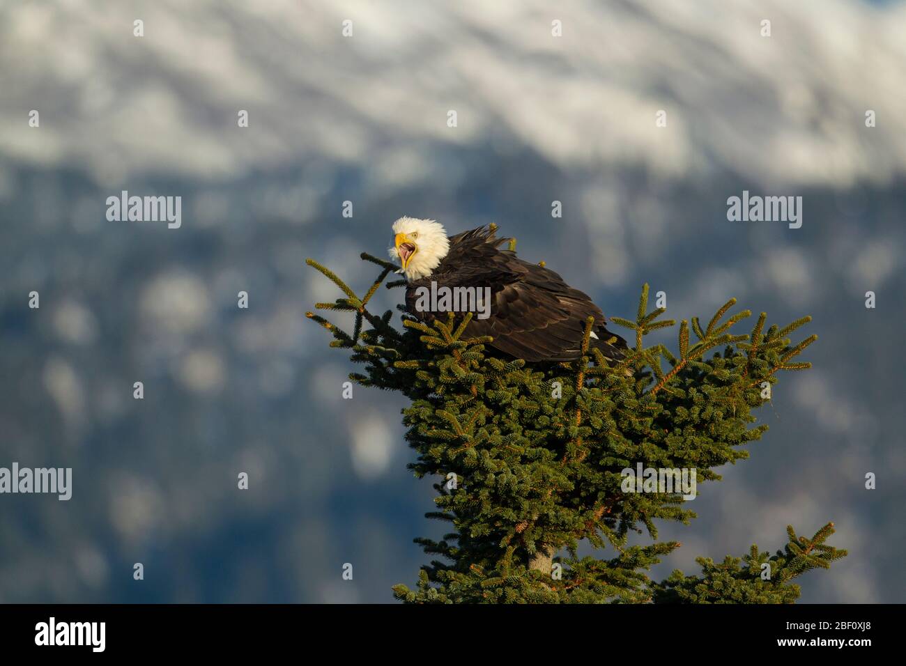 Weißkopfseeadler in Alaska Stockfoto