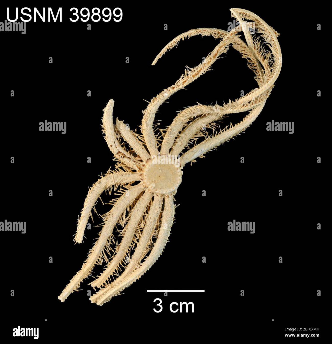 Freyella scalaris. 20. Oktober 201428071 Stockfoto