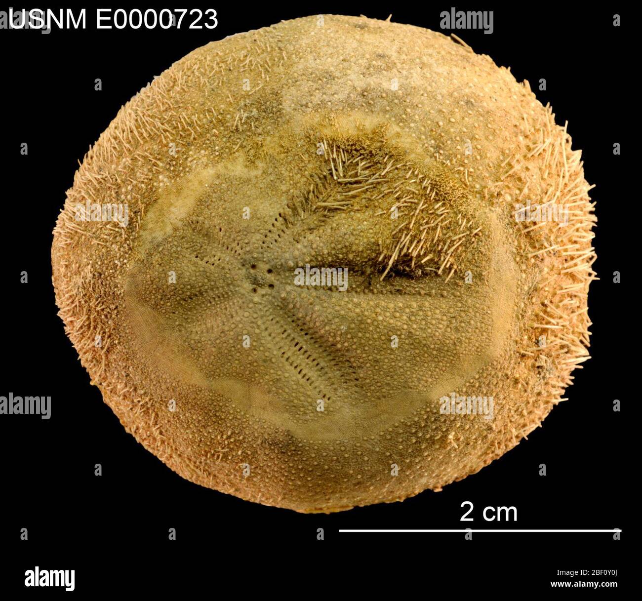 Hemiaster globulus. 26 Juni 201548321 Stockfoto