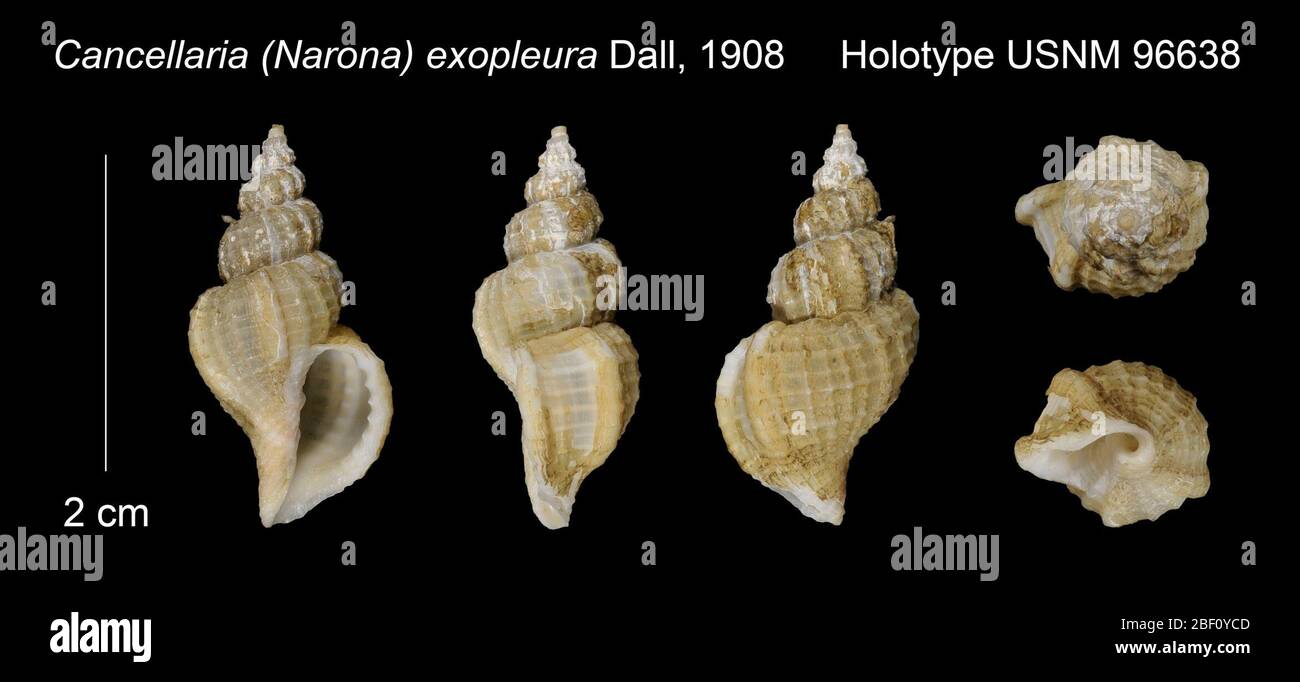 Cancellaria Narona exopleura. 20. Januar 201628041 Stockfoto